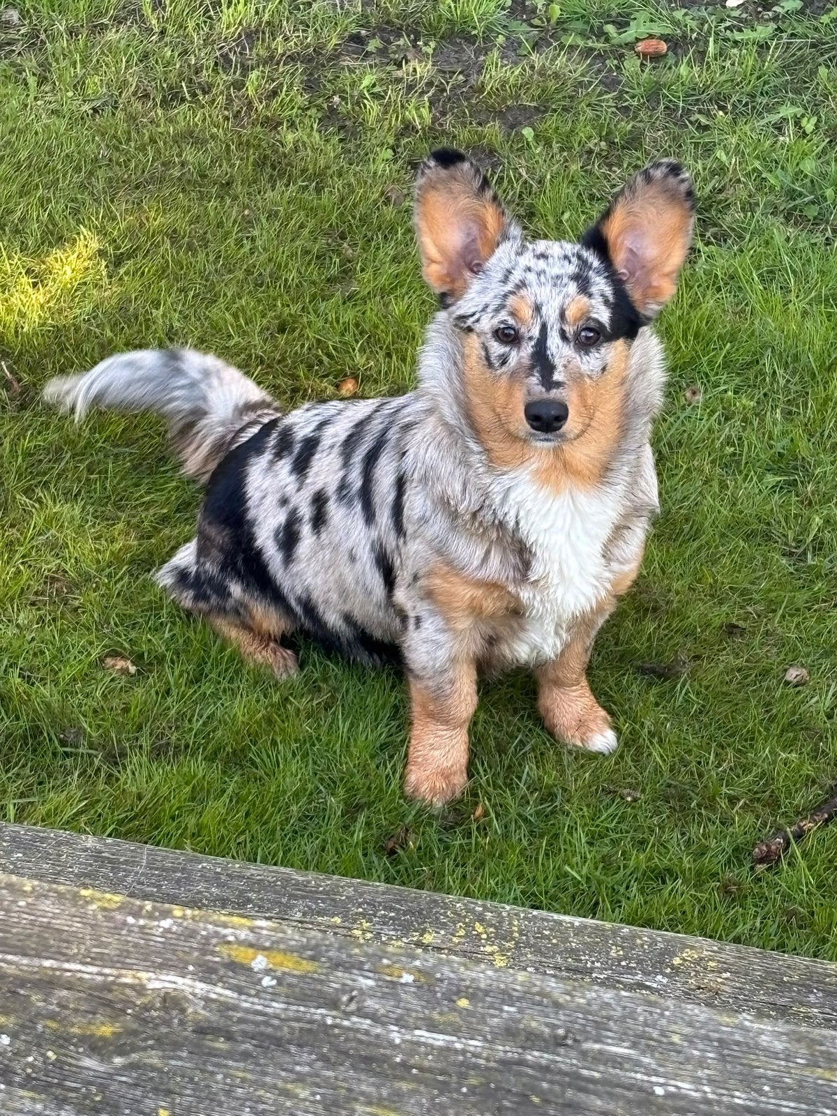 Te koop een prachtig nestje welsh corgi pup pups bleu merle, Nederland, CDV (hondenziekte), 8 tot 15 weken, Meerdere