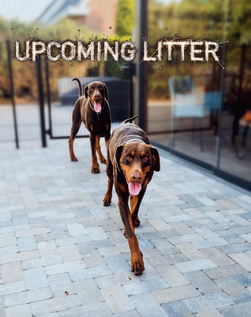 Verwacht! Bruine Dobermann pups, Parvo, Overige rassen, 8 tot 15 weken, Meerdere
