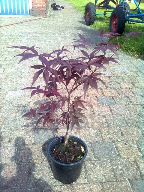 japanse esdoorn (Acer palmatum atropurpurea), Tuin en Terras, Planten | Struiken en Hagen, Ophalen of Verzenden, Esdoorn, 100 tot 250 cm