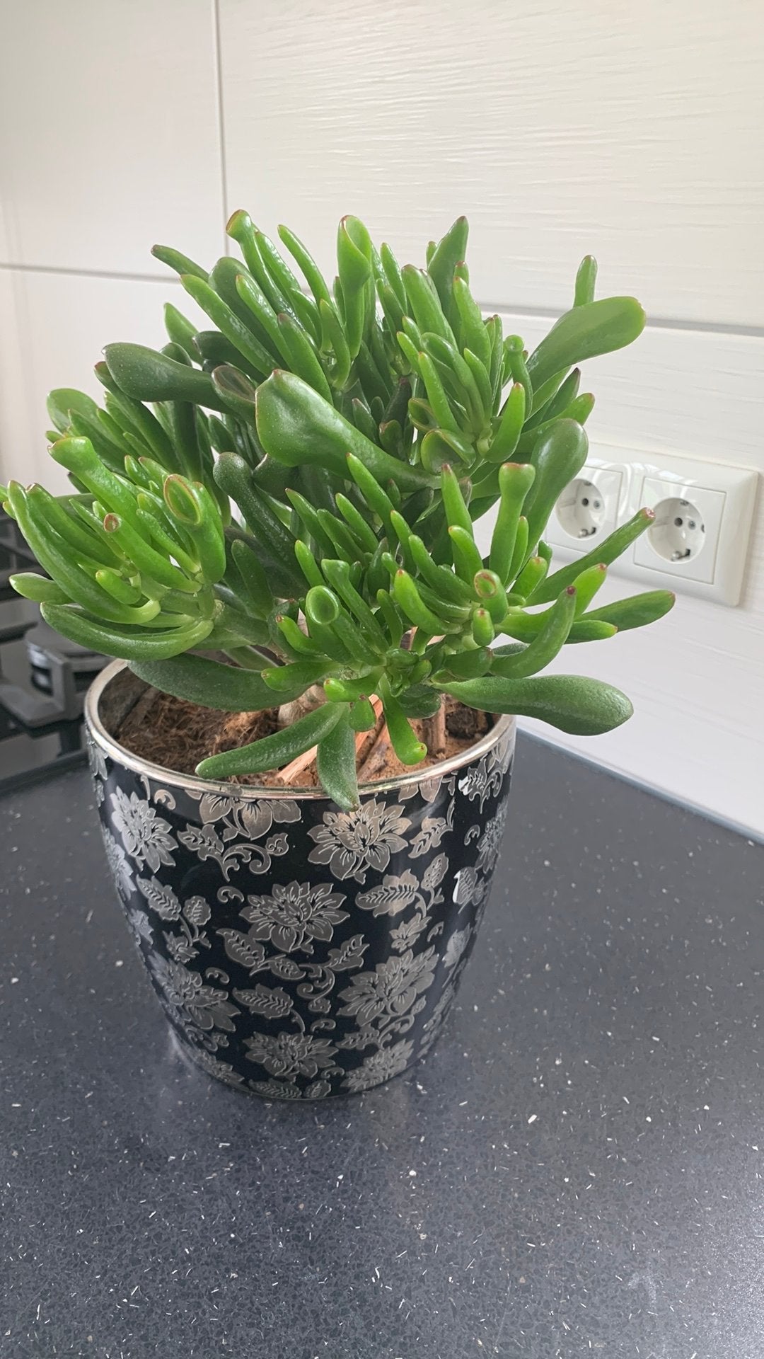 Cactus plant met pot €12, Huis en Inrichting, Ophalen, Cactus, Volle zon, Minder dan 100 cm