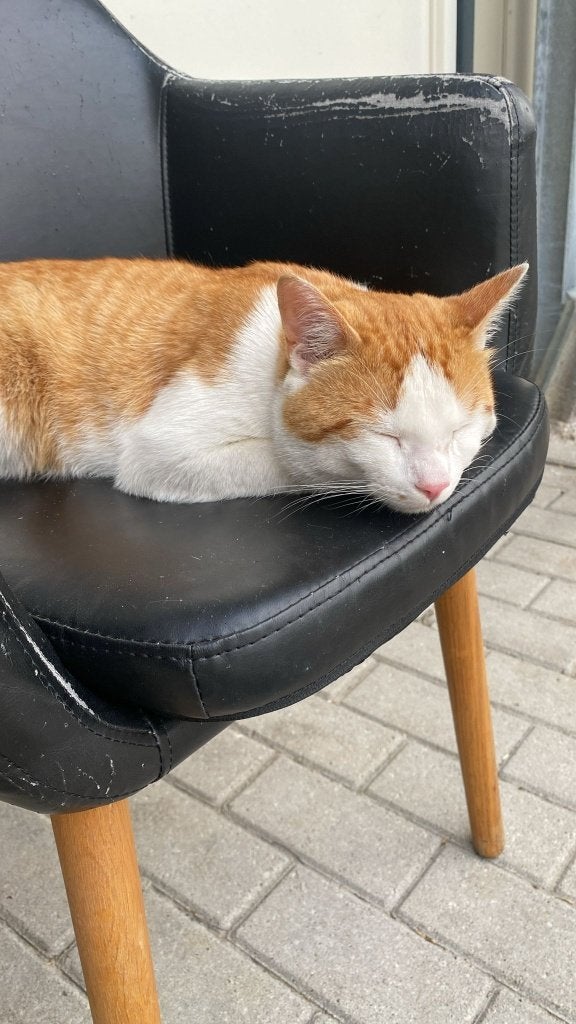 Kat en kitten te koop!, Dieren en Toebehoren, Katten en Kittens | Raskatten | Korthaar, Poes, 3 tot 5 jaar