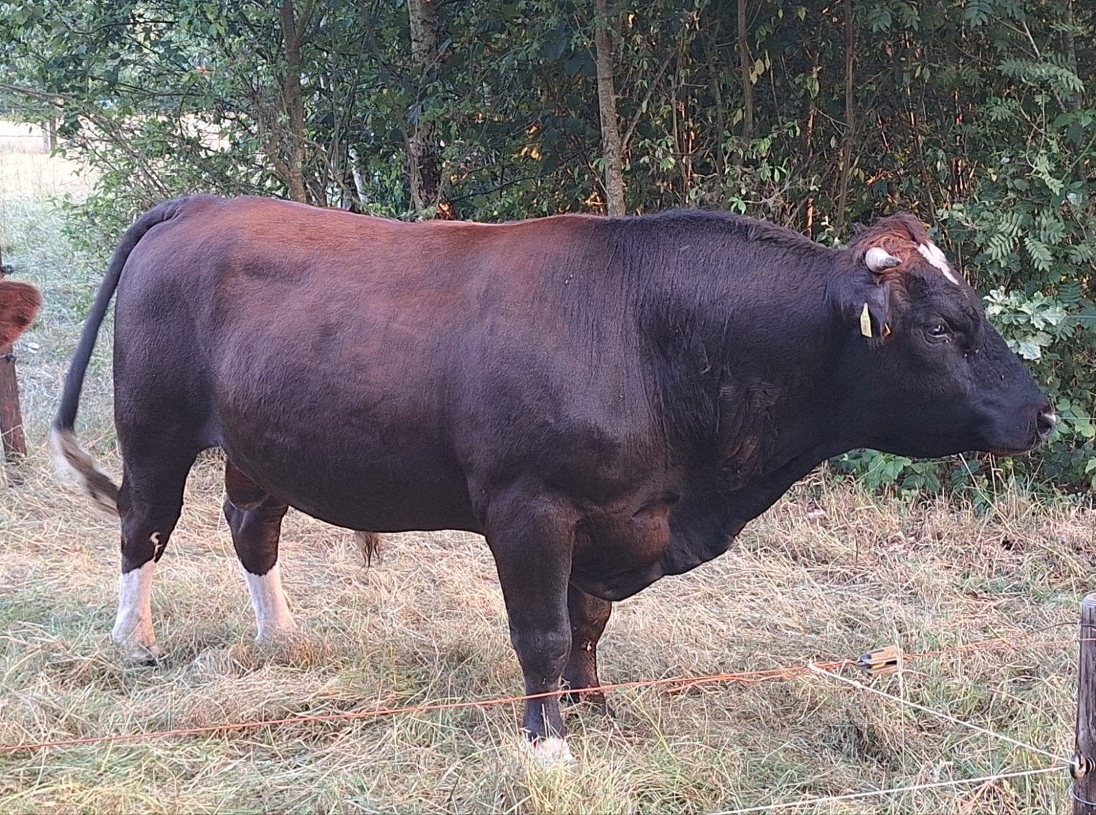 Brandrode dekstier beschikbaar half oktober, Dieren en Toebehoren, Mannelijk