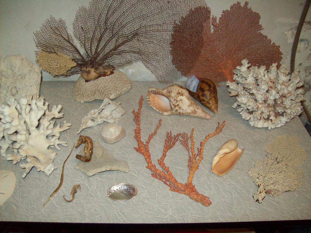 Decoratie zeeaquarium koraal, Dieren en Toebehoren, Vissen | Aquaria en Toebehoren, Gebruikt, Plant(en), Steen of Hout, Ophalen of Verzenden