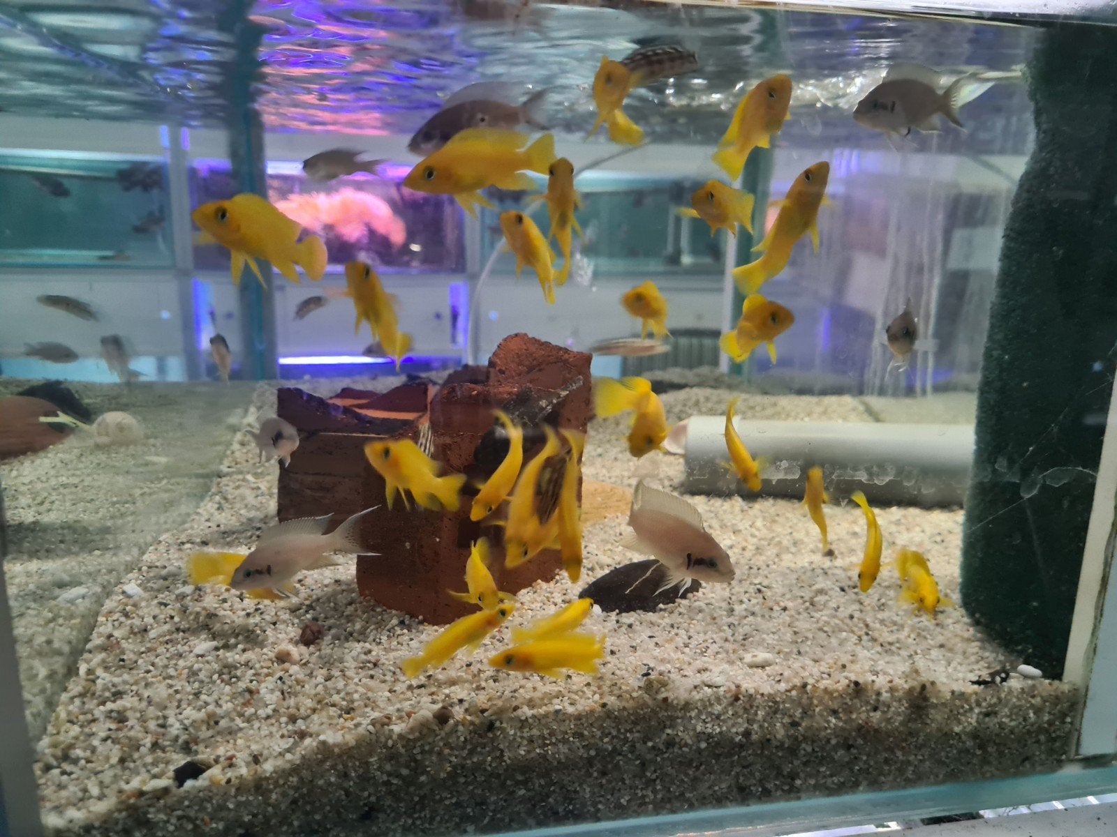 Neolamprologus Leleupi Tanganyika Cichliden, Dieren en Toebehoren, Vis, Zoetwatervis
