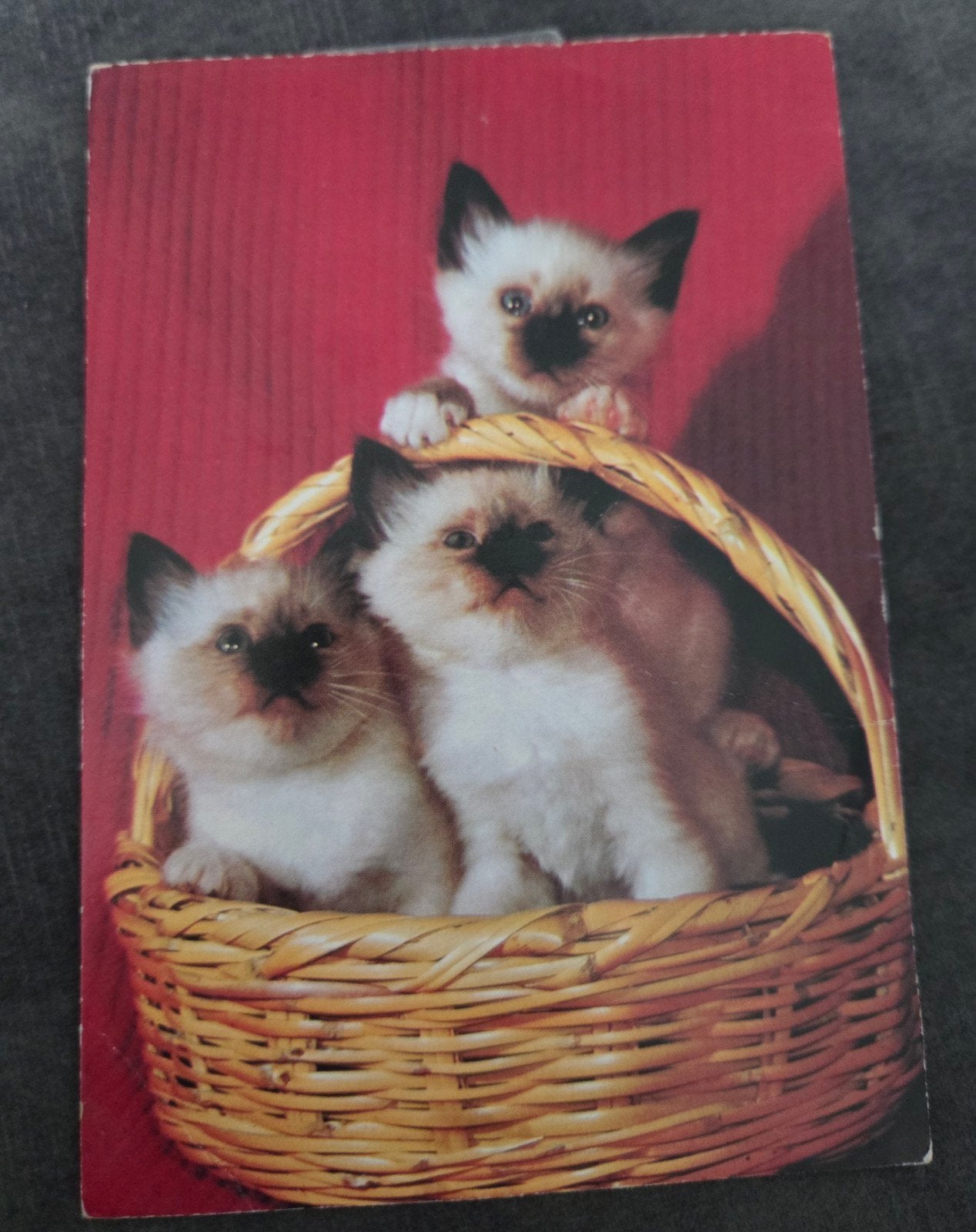 Oude ansichtkaart met schattige Siamese kittens, Verzamelen, Verzenden, 1960 tot 1980, Ongelopen, Hond of Kat
