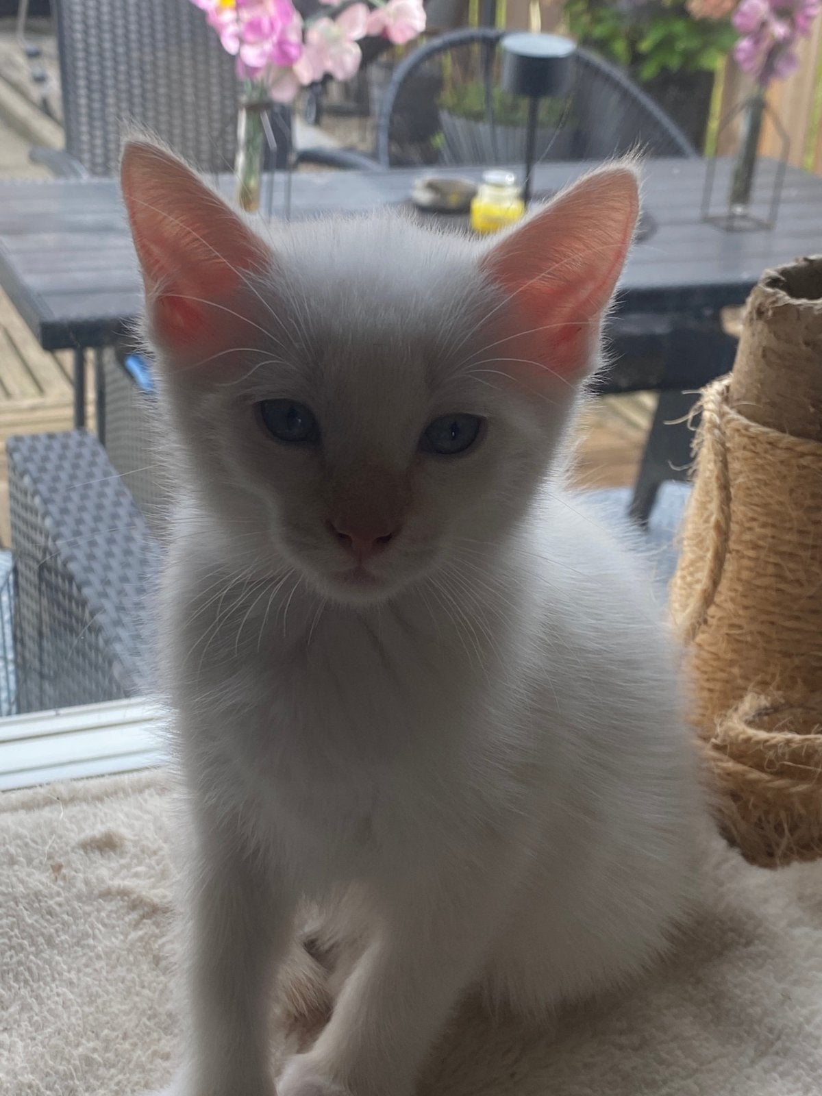 2mooie kittens, 0 tot 2 jaar