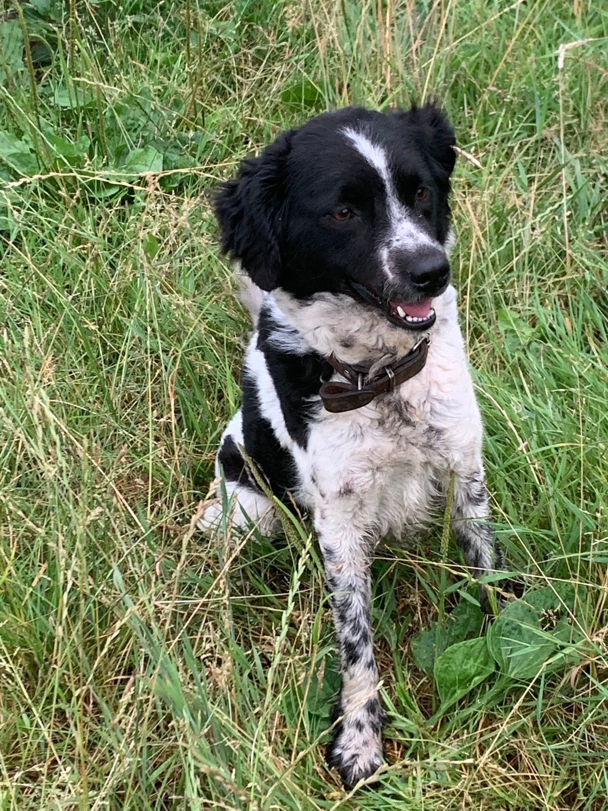 Friese stabij, Teef, Eén hond, 3 tot 5 jaar, Nederland