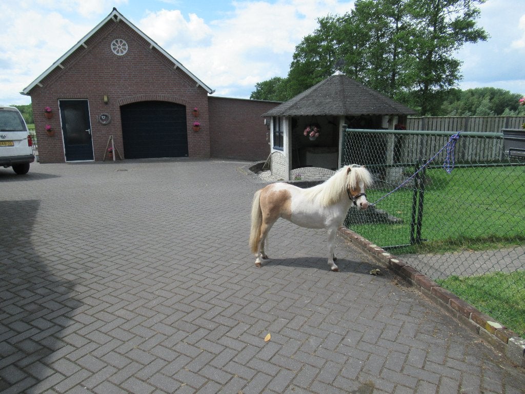 een prachtig minipaardje, Merrie, Recreatiepony, Gechipt, 0 tot 2 jaar
