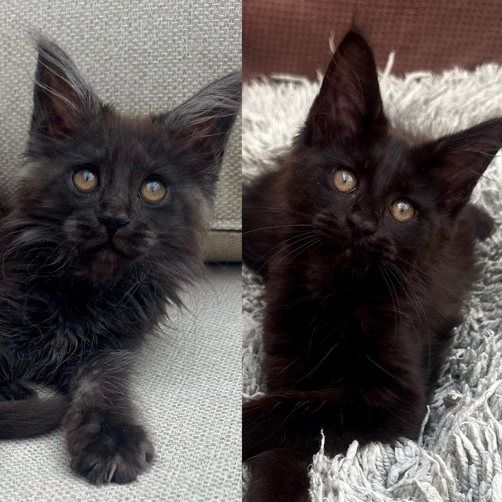 Maine Coon kittens, Dieren en Toebehoren, Meerdere dieren, Met stamboom, 0 tot 2 jaar