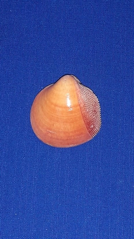 Schelpen, Nemocardium bechei, Ophalen of Verzenden, Schelp(en)