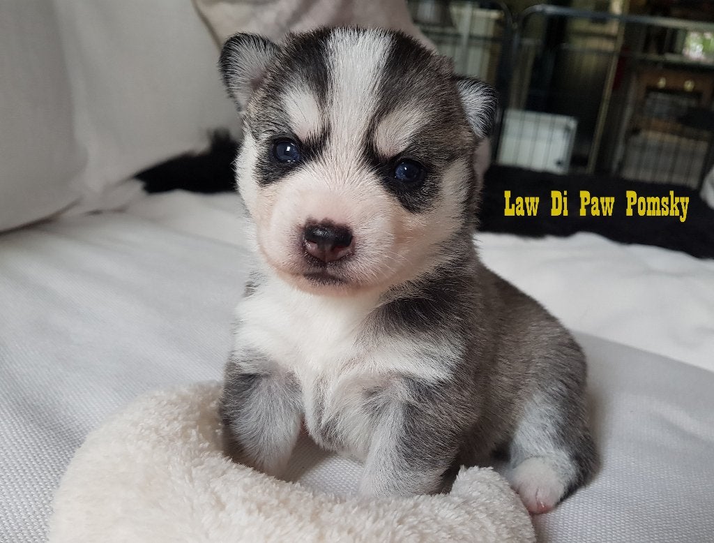Pomsky pup F4+,100% Amerikaanse bloedlijn, Parvo, Overige rassen, 8 tot 15 weken, Meerdere