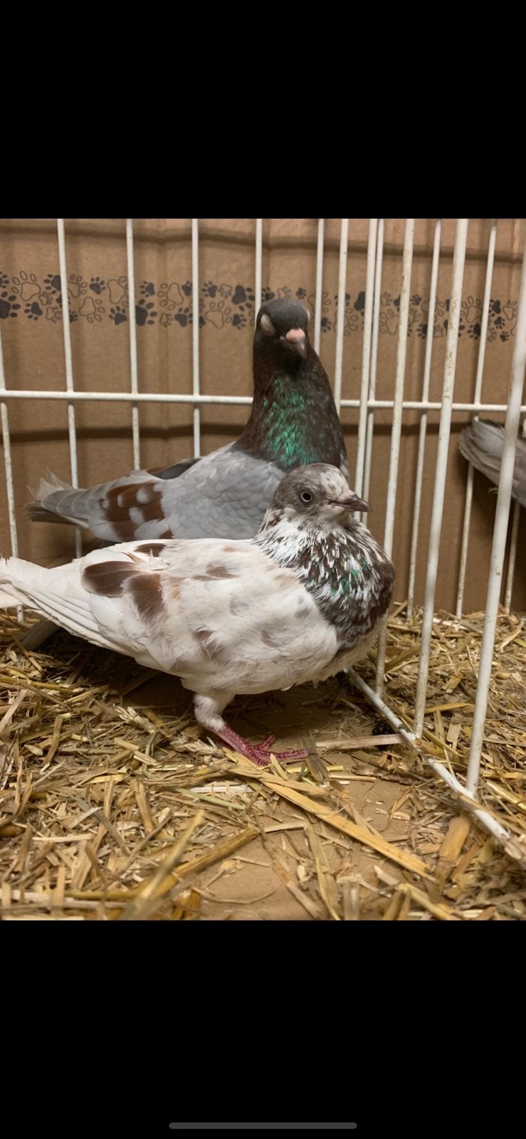 Wener Hoogvliegers Vliegtype’, Meerdere dieren, Overige soorten