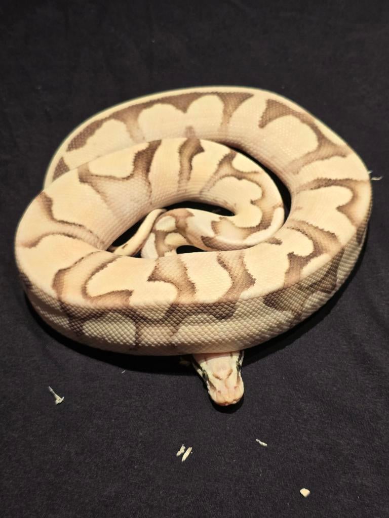 1.0 od fire pastel dg ball python, Slang, 0 tot 2 jaar