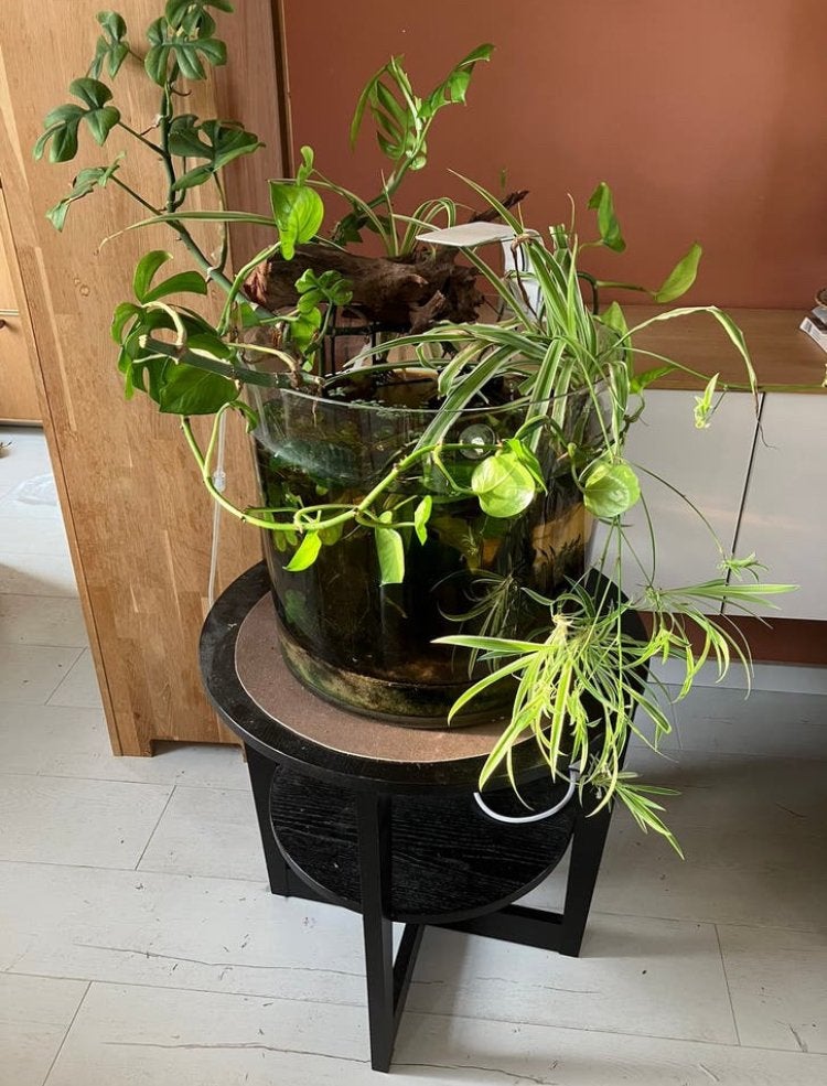 Prachtig design Betta Pool aquarium is  klaar voor gebruik, Dieren en Toebehoren, Vissen | Aquaria en Toebehoren, Nieuw, Ophalen