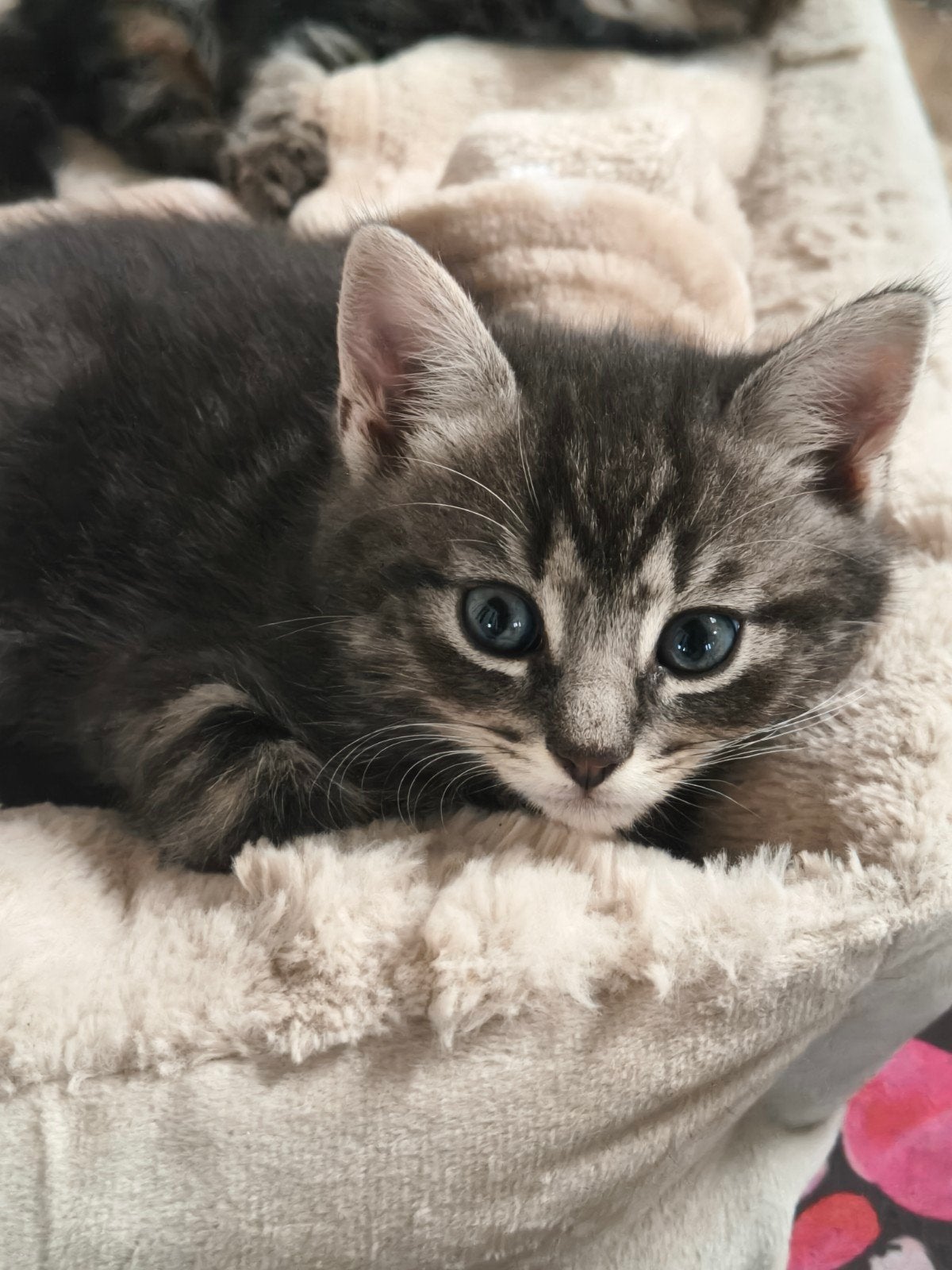 Nog 2 lieve kittens zoeken een huisje., Poes, 0 tot 2 jaar