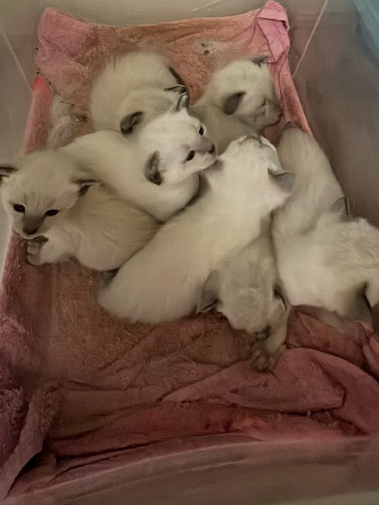 Lieve Siamese kittens zoeken een liefdevol thuis!, Dieren en Toebehoren, Meerdere dieren