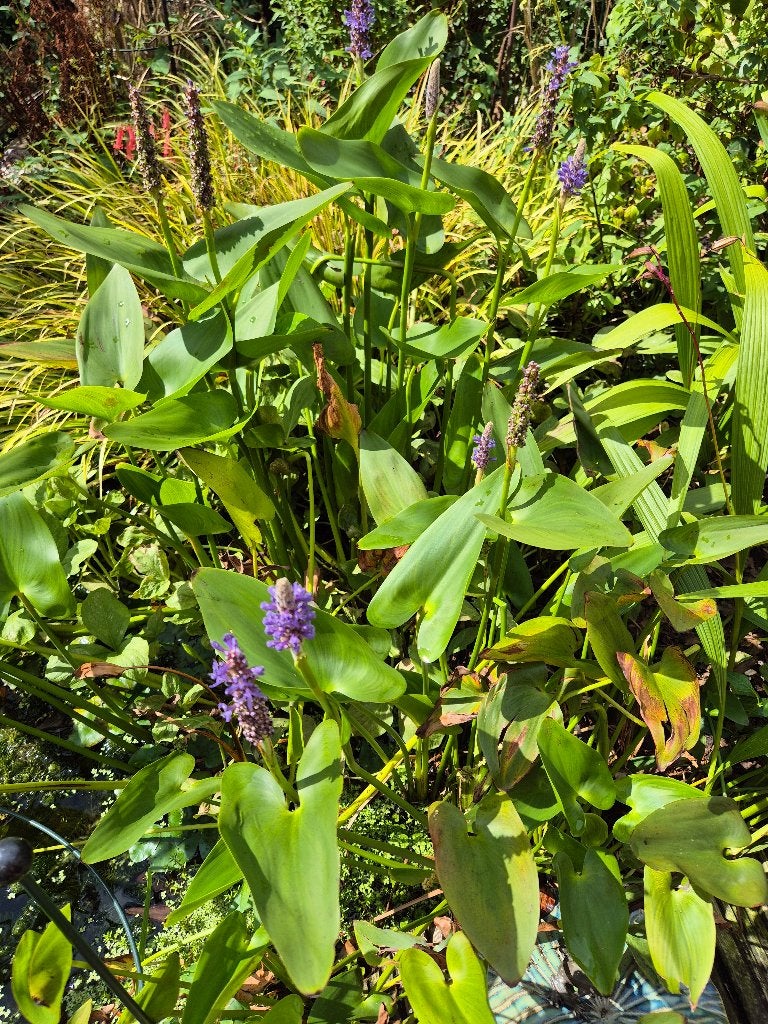 Tka vijverplanten, Ophalen, Nieuw, Overige typen