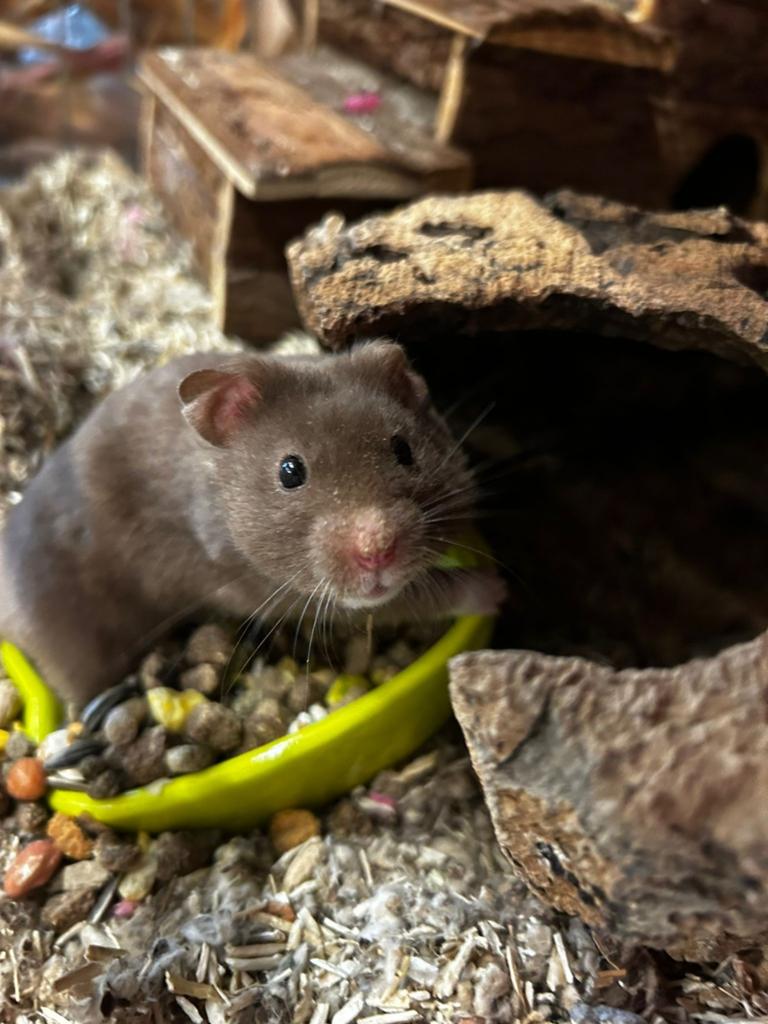 Jonge goudhamsters, Hamster, Februari, Mannelijk, Tam