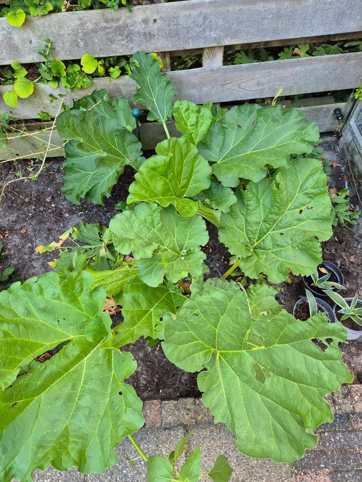 2 stuks gezonde Rabarberplant voor uw tuin, Ophalen, Volle zon, Lente, Groenteplanten