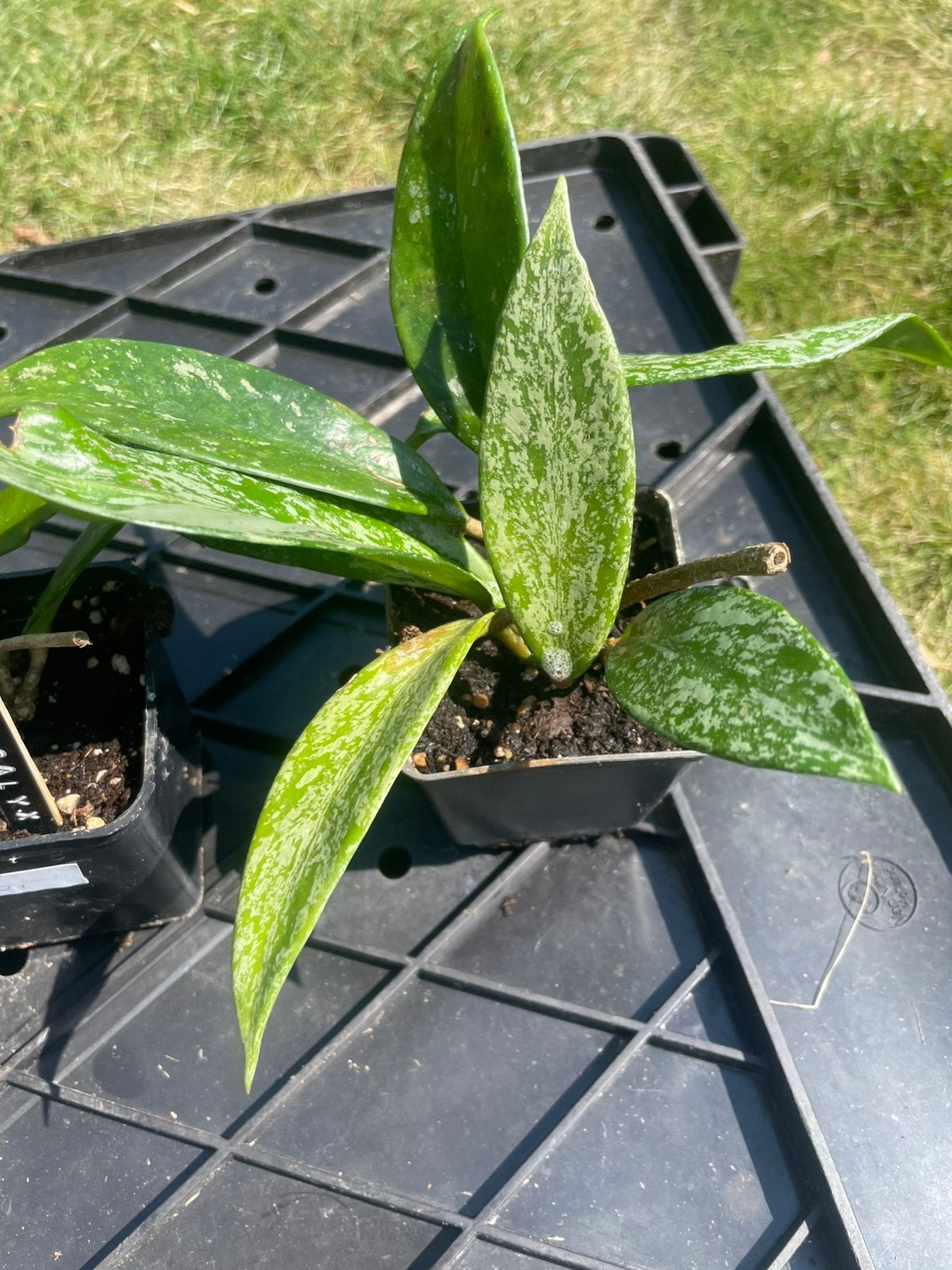 Hoya Pubicalyx, Ophalen, Overige soorten, Volle zon