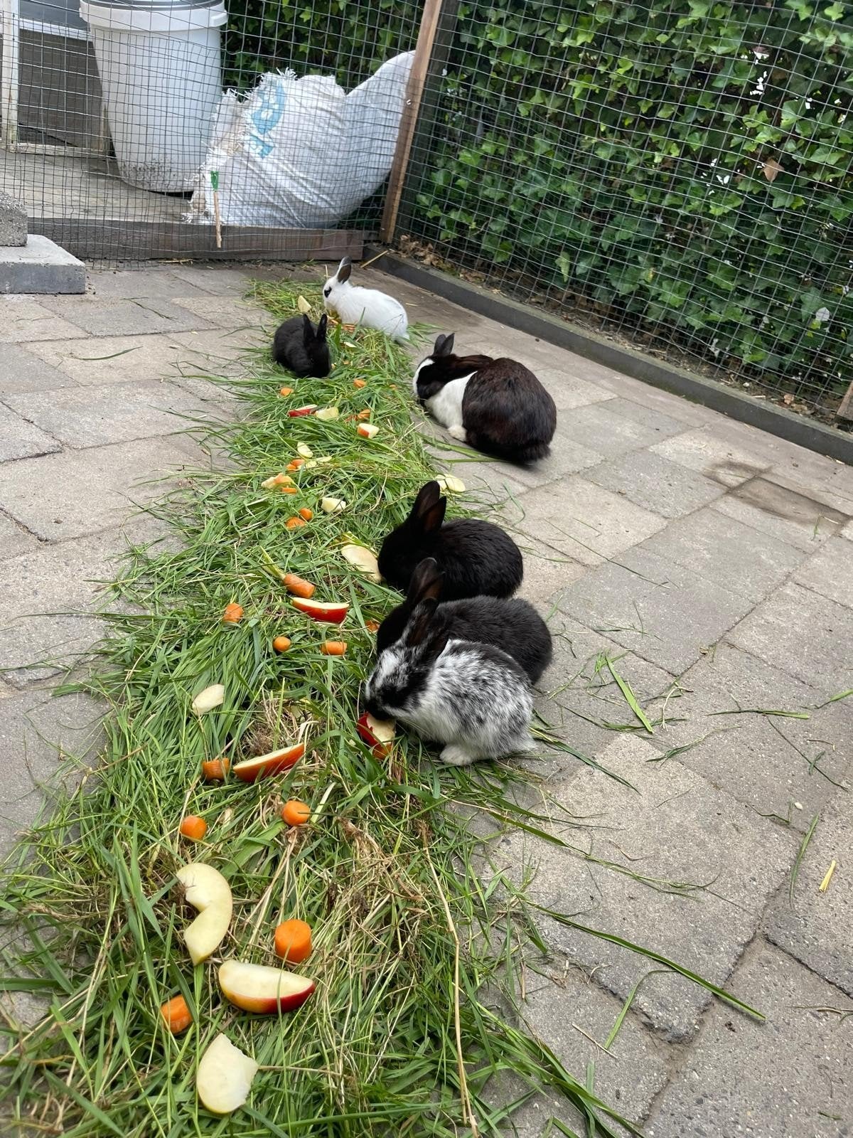 Jonge konijnen, Dieren en Toebehoren, Konijnen, Dwerg, Meerdere dieren, 0 tot 2 jaar