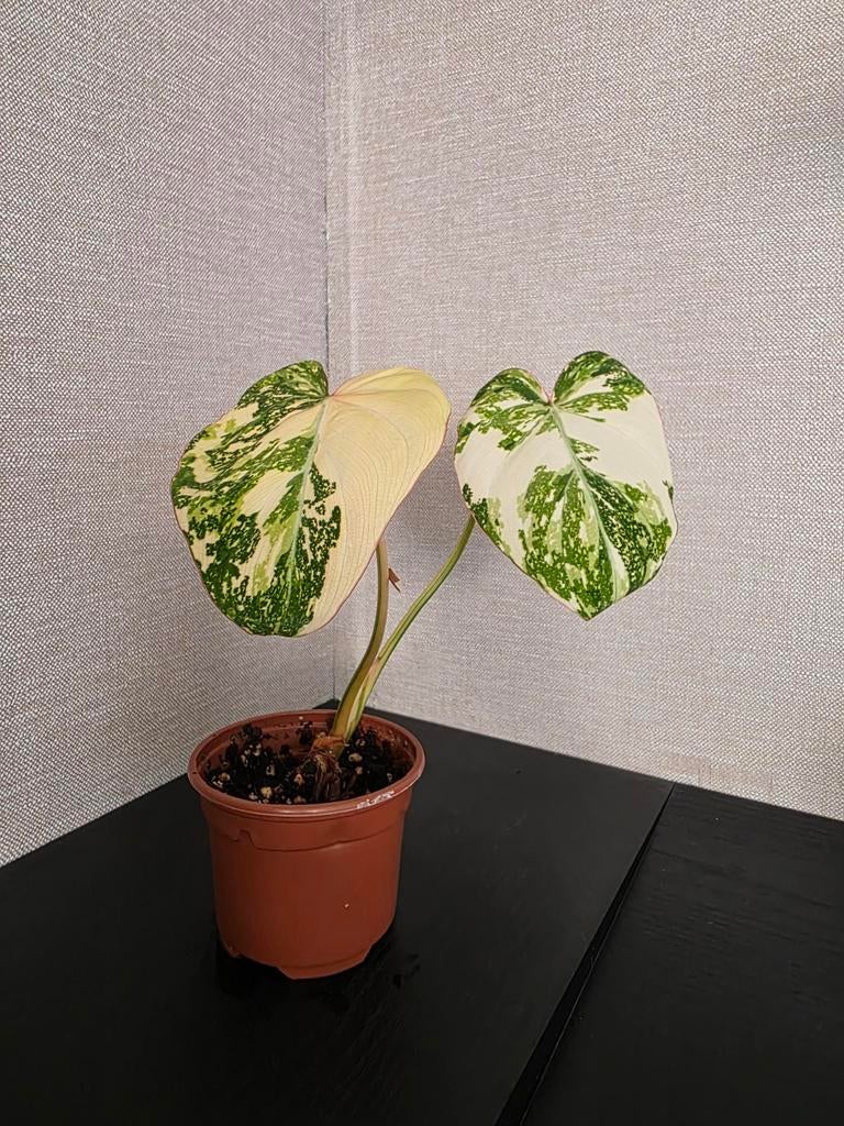 Philodendron Gloriosum Tricolor  met 2 groeipunten., Ophalen of Verzenden, Halfschaduw, Minder dan 100 cm