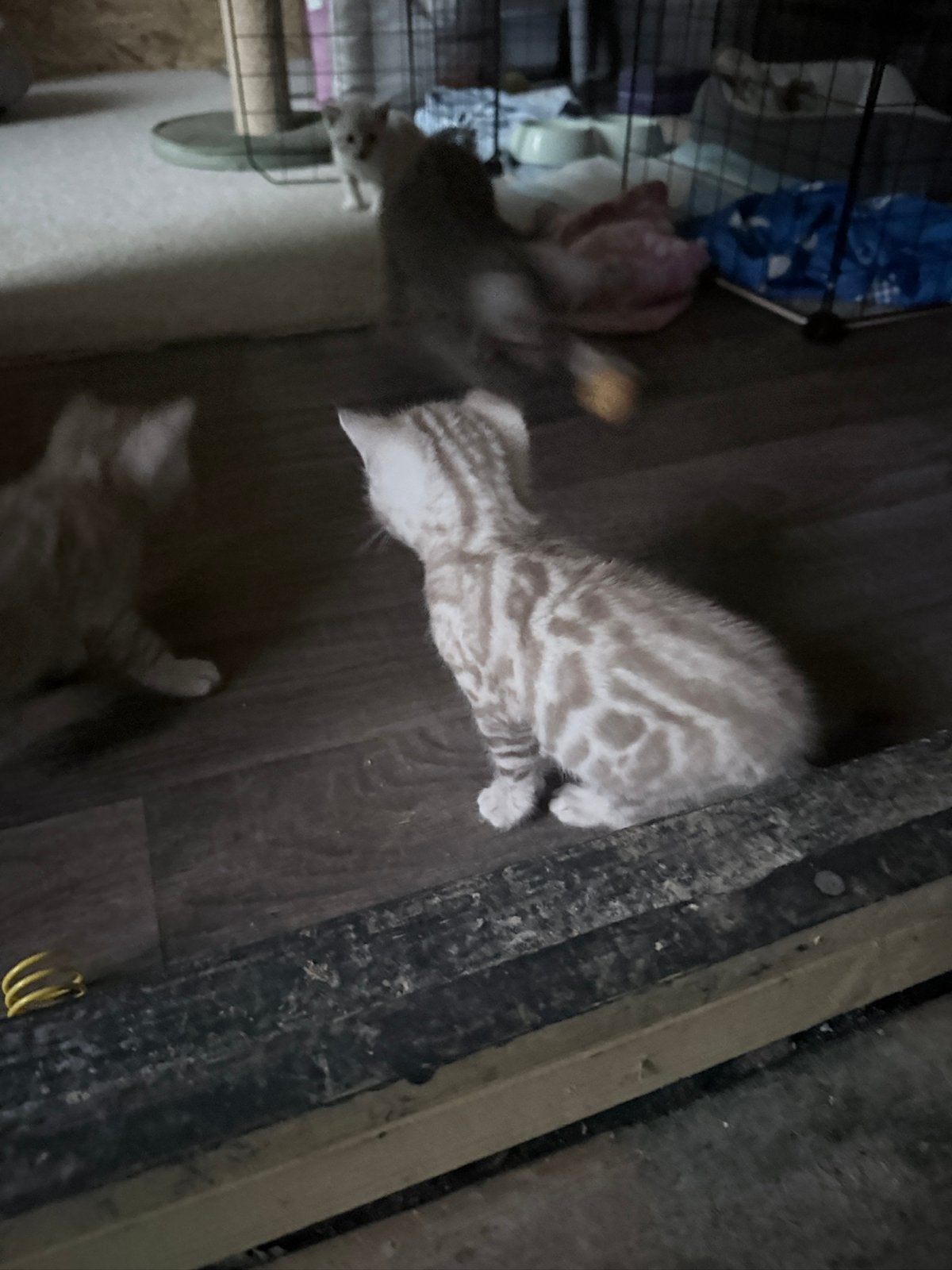 Bengaal kittens Rosetted met Stamboom certifkaat., Dieren en Toebehoren, Katten en Kittens | Raskatten | Korthaar, Meerdere dieren