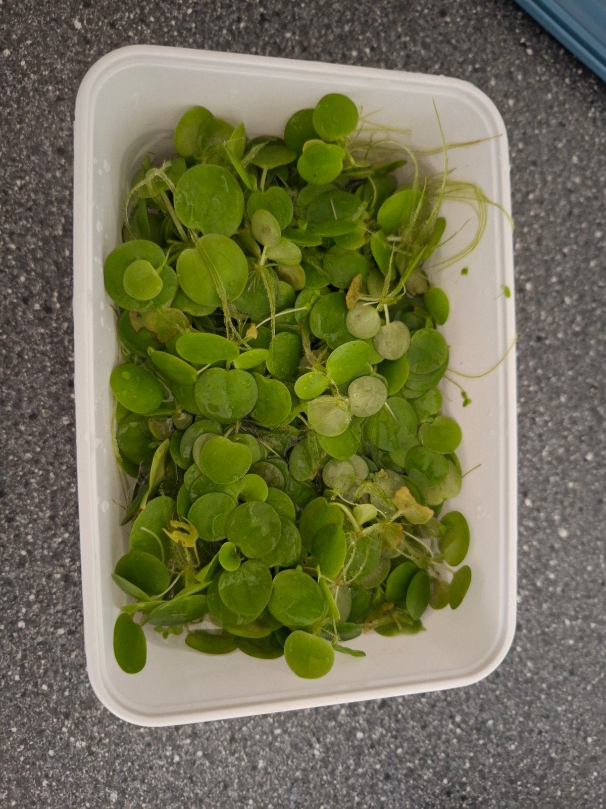 Drijfplanten, Vis
