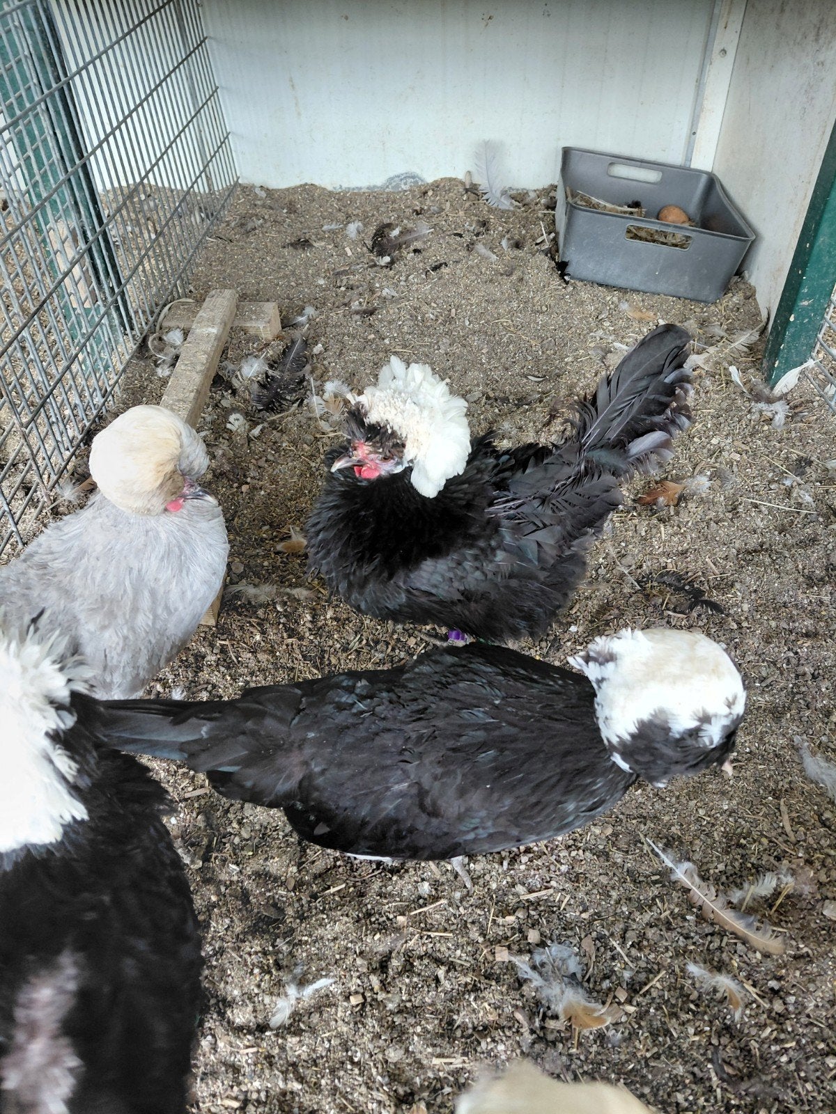 Hennen van de Hollandse Kuifhoenkriel., Dieren en Toebehoren, Vrouwelijk, Kip
