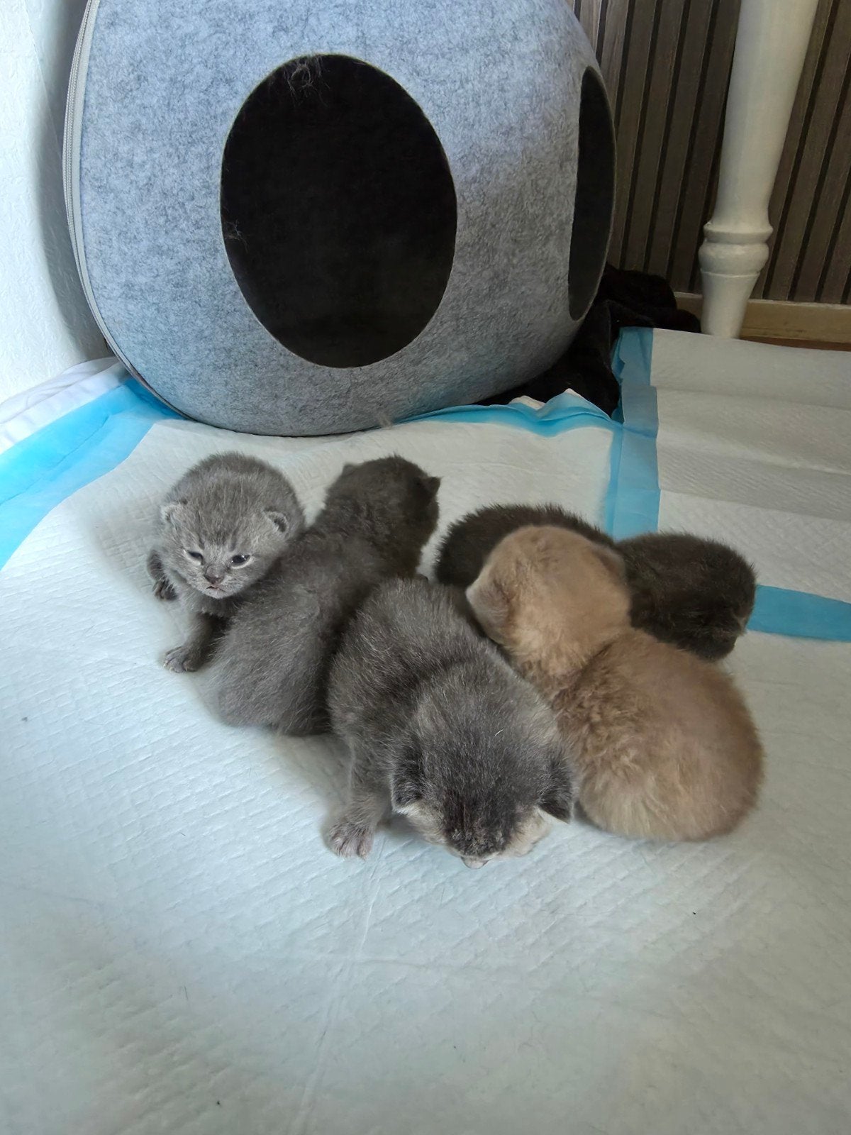 Britse korthaar kittens te koop!, Meerdere dieren, Kortharig, 0 tot 2 jaar