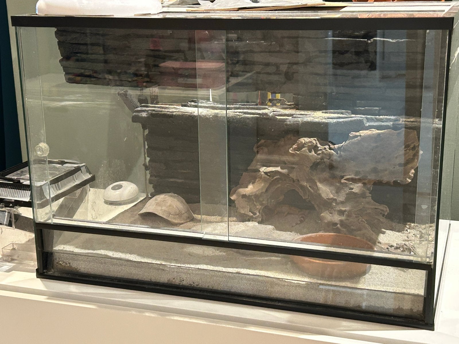 Gekko, tijger, incl terrarium, toebehoren en insectenbak, Hagedis, Tam, 0 tot 2 jaar