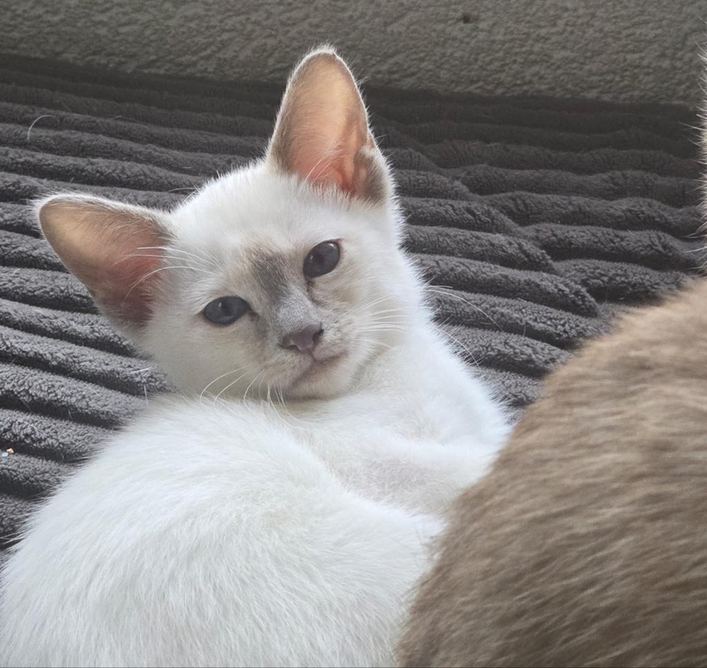 Siamees kittens, Poes, Ingeënt