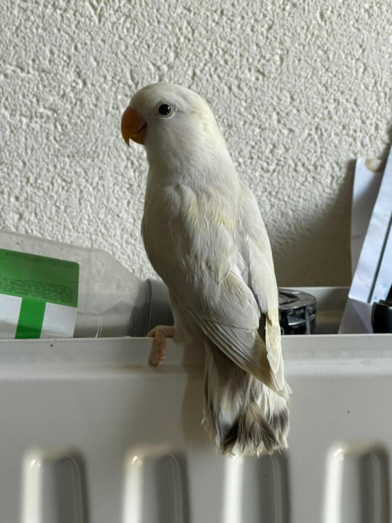 Prachtige Lieve Jonge Gezonde Agapornis Dwergpapegaai, Dieren en Toebehoren, Vogels | Parkieten en Papegaaien, Meerdere dieren