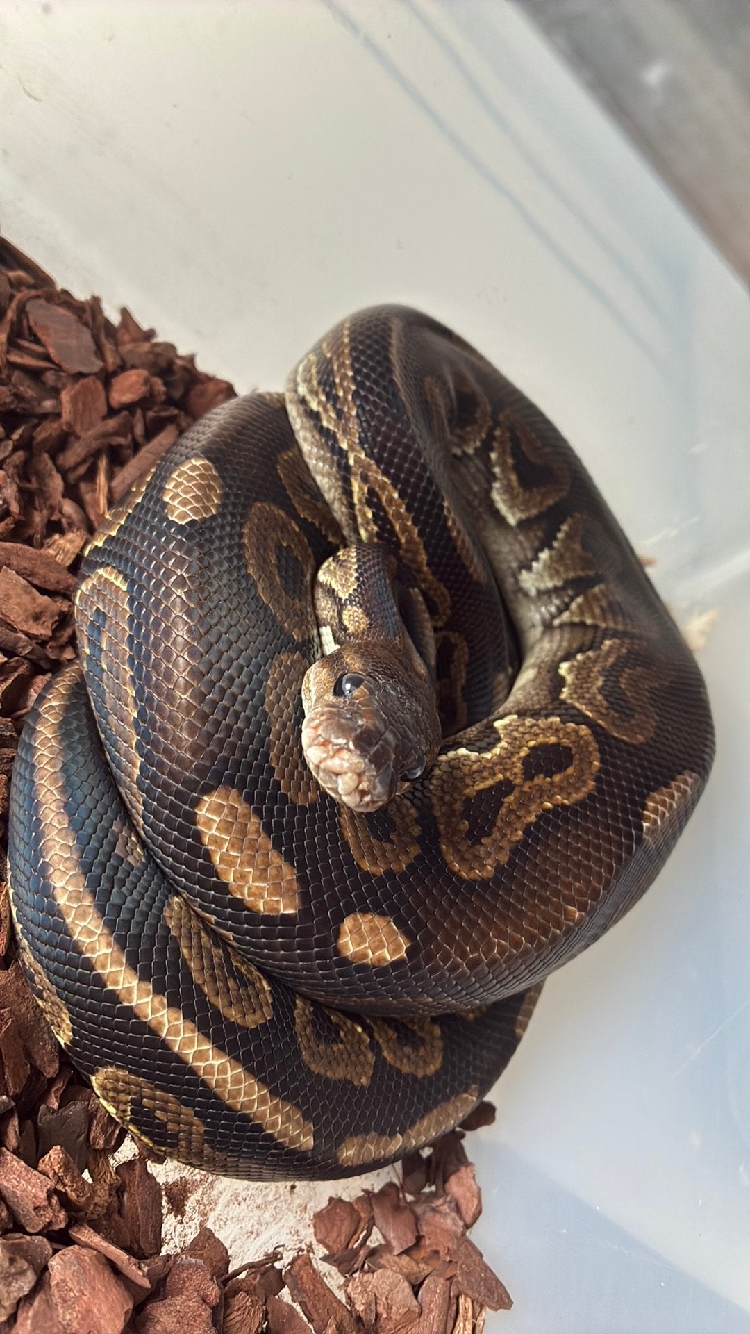 Ball python regius