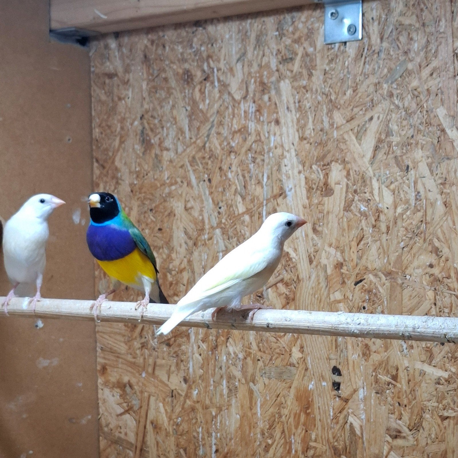 Gouldamadine man 2025, Dieren en Toebehoren, Vogels | Overige Vogels, Mannelijk