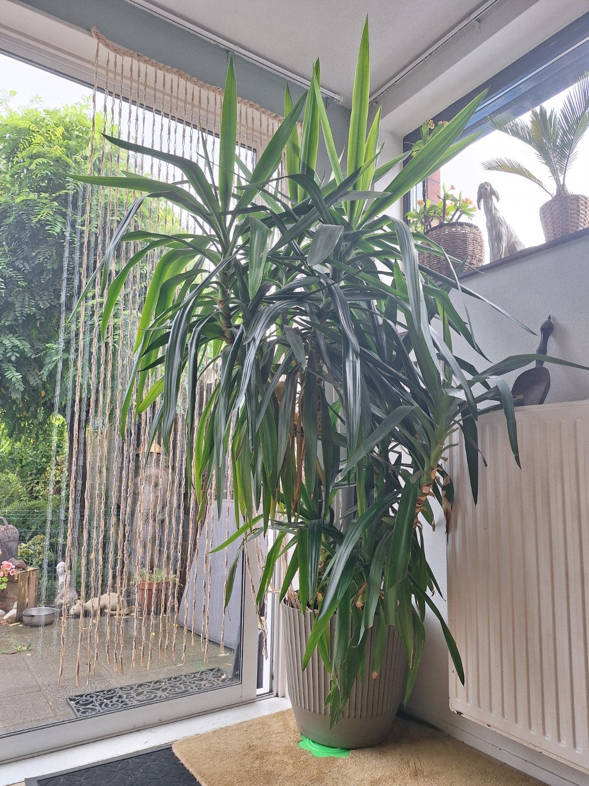yucca, Huis en Inrichting, Kamerplanten, Ophalen, Halfschaduw, 150 tot 200 cm
