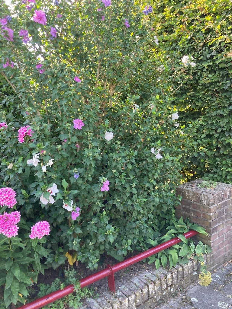 Hibiscus Hoog ca 2 m, Ophalen, Overige soorten, Struik, 100 tot 250 cm