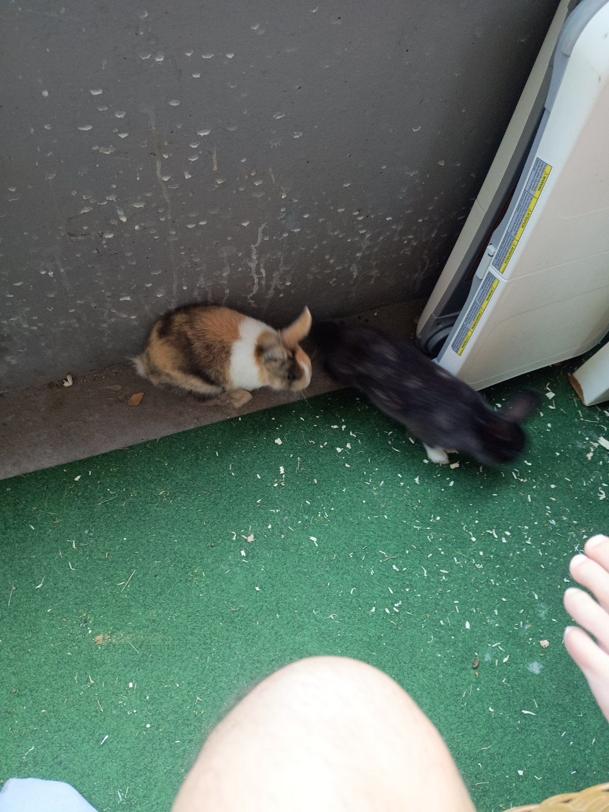Jonge konijnen, Dieren en Toebehoren, Ophalen, Minder dan 75 cm, Kooi, Minder dan 60 cm