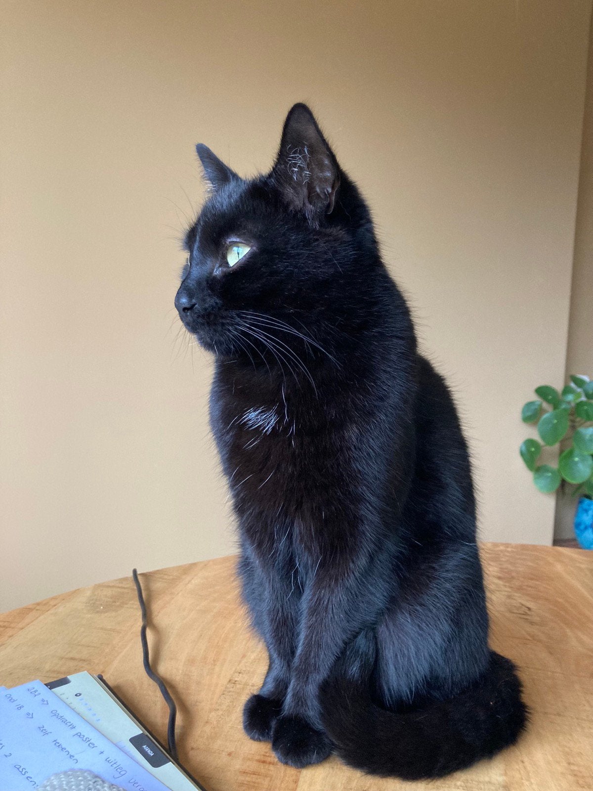 Ik zoek een nieuw huisje/baasje, Dieren en Toebehoren, Katten en Kittens | Overige Katten, Poes, Kortharig, 6 jaar of ouder