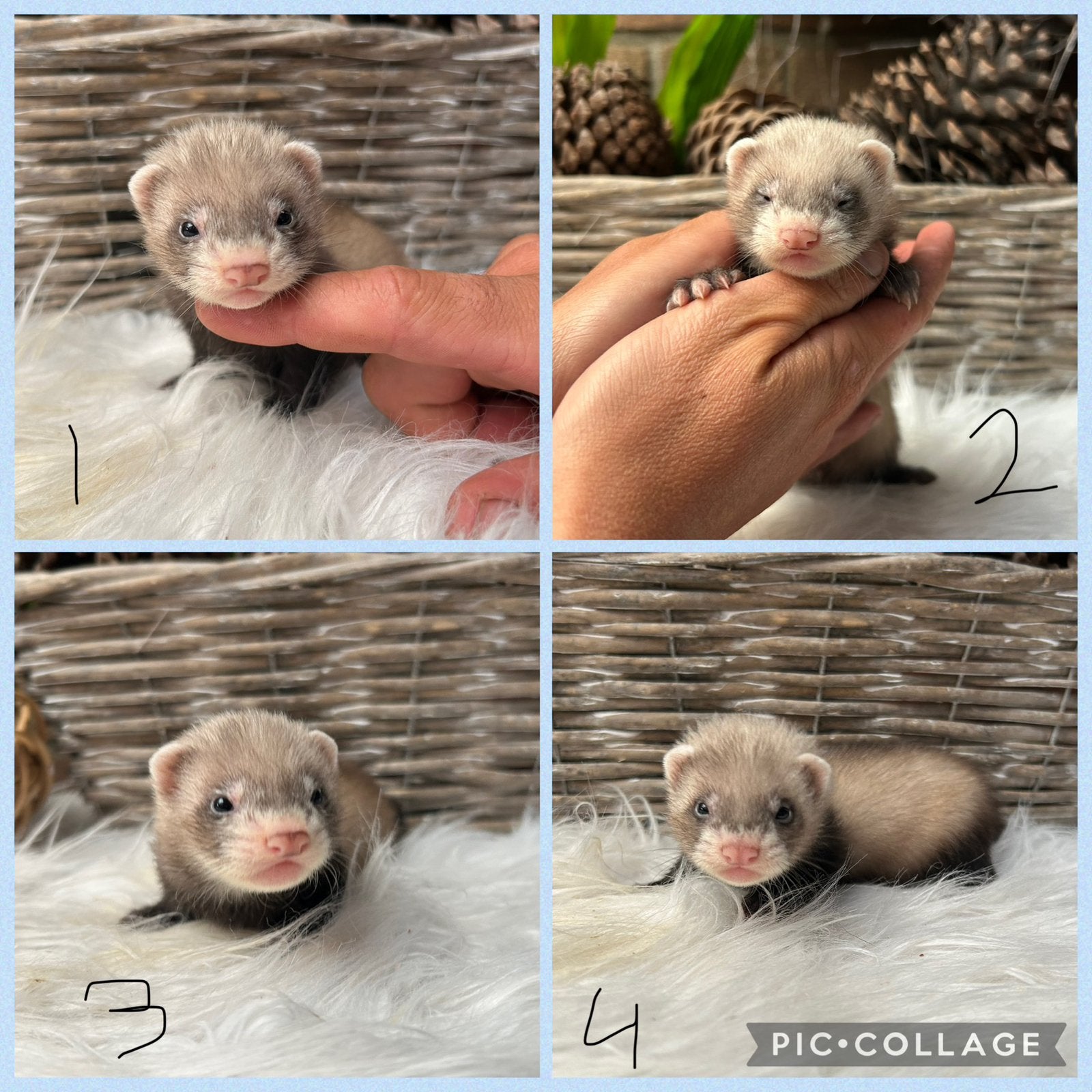 2 nestjes super lieve fretten pups, Dieren en Toebehoren, Overige Dieren, Juni, Meerdere dieren