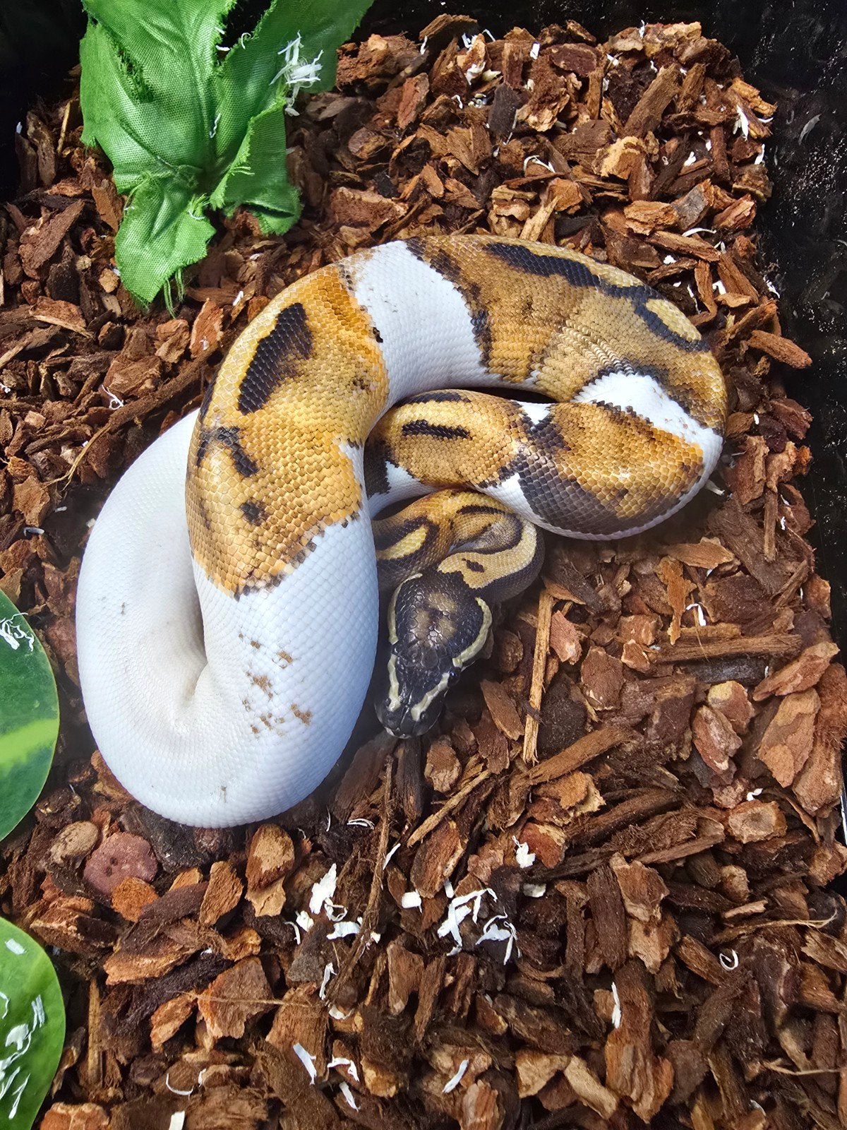 Koningspython (Python regius) – vele kleuren NK 2026 Ball Python photo 10