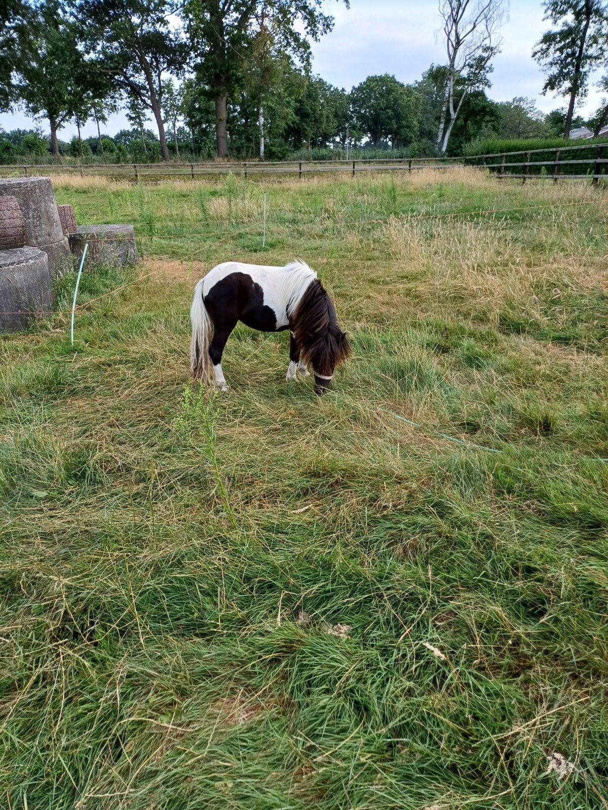 Te koop supermooie shetland pony, Merrie, A pony (tot 1.17m), 0 tot 2 jaar