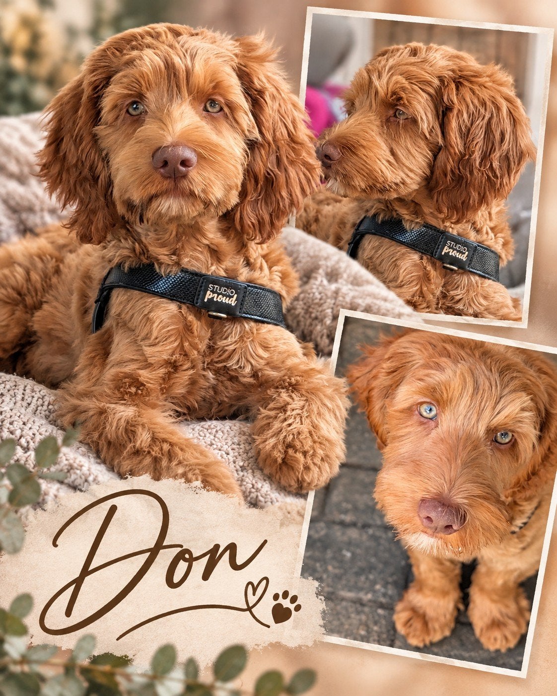 Don  verder opgevoede Labradoodle pup | zacht, slim & leer, 15 weken tot 1 jaar, Eén hond, Nederland, Particulier