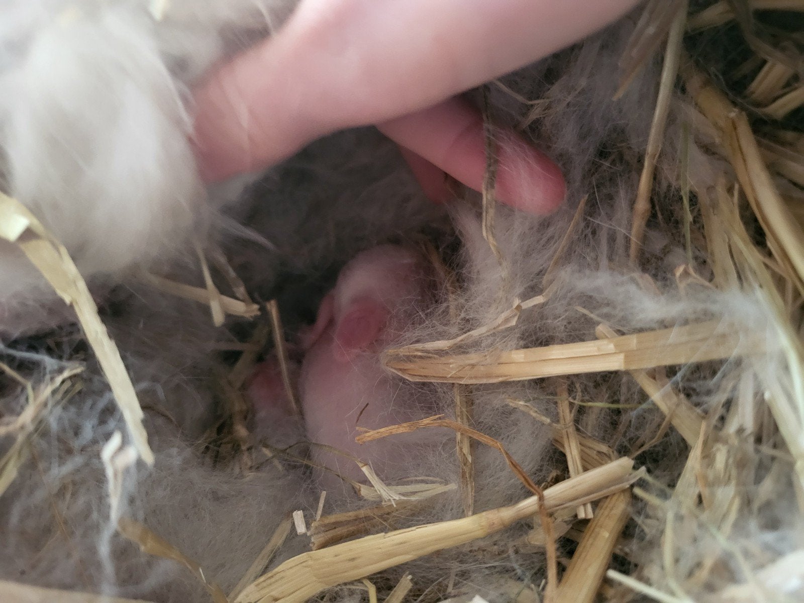 Mooie raszuivere NHD konijntjes 🐰🐰🐰, Meerdere dieren, Dwerg, Hangoor, 0 tot 2 jaar