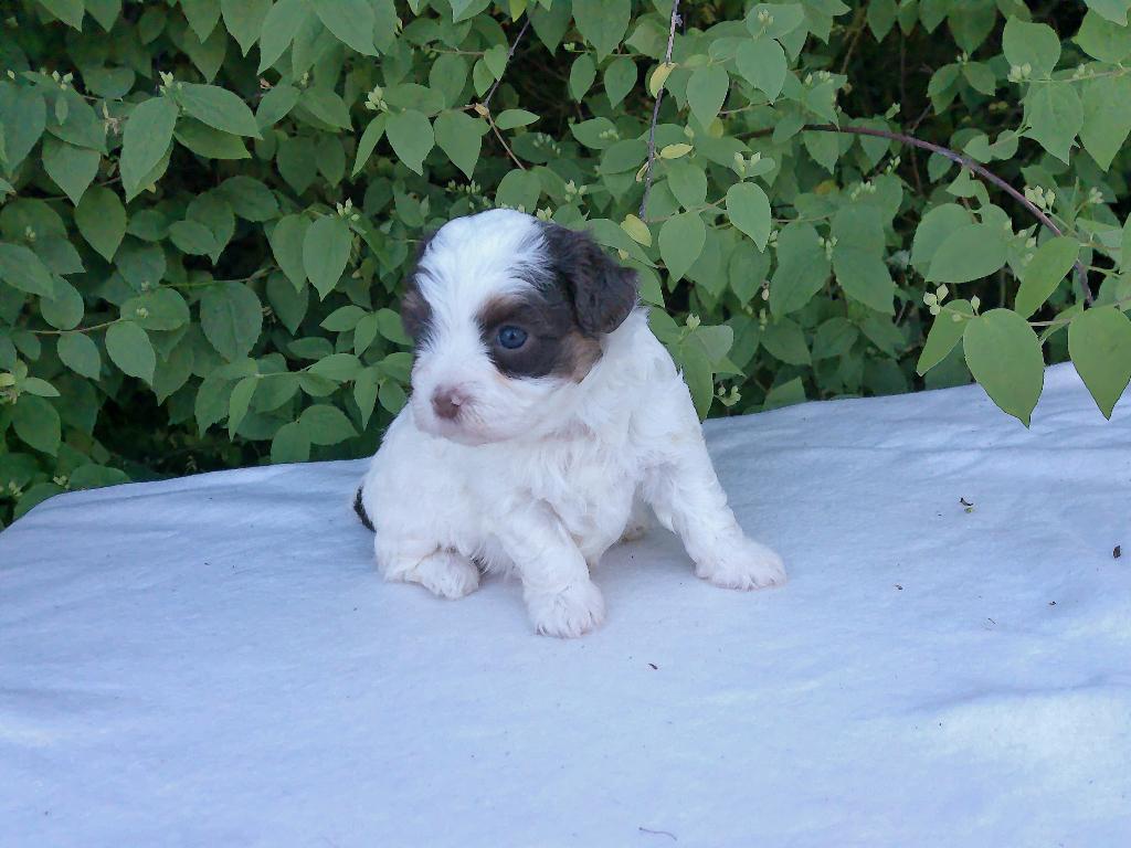 Mini doodle, shihpoo pups te koop, kleinblijvend, Dieren en Toebehoren, Honden | Chihuahua's en Gezelschapshonden, Overige rassen