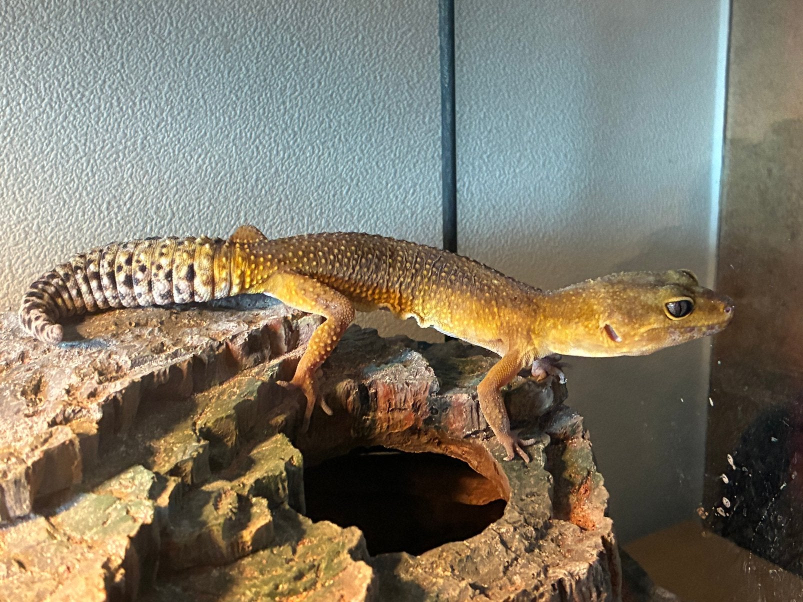 Luipaardgekko incl terrarium en benodigdheden, Dieren en Toebehoren, Reptielen en Amfibieën, Overige soorten, Met terrarium, 7 tot 10 jaar