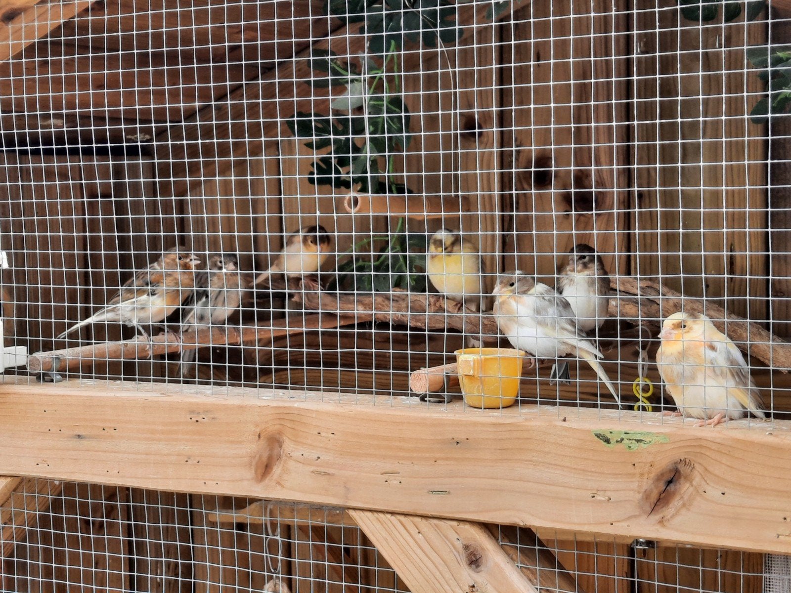 bonte kanaries, Dieren en Toebehoren, Meerdere dieren, Kleurkanarie
