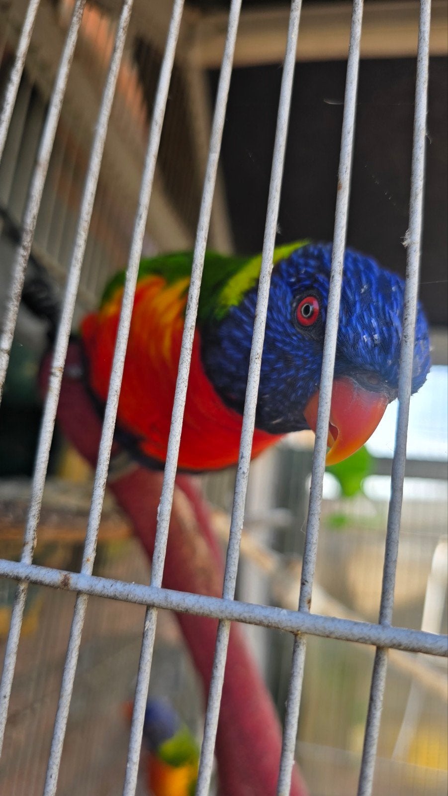 Papegaai Lori met kooien, Ophalen of Verzenden, Aluminium, Vogelkooi
