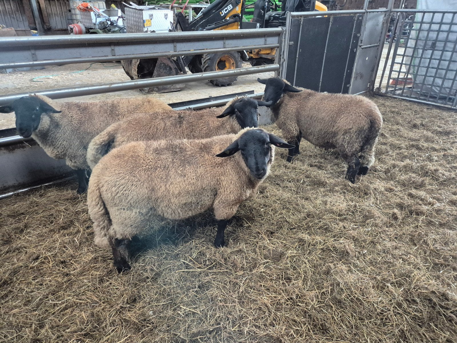 4 Suffolk rammen, Dieren en Toebehoren