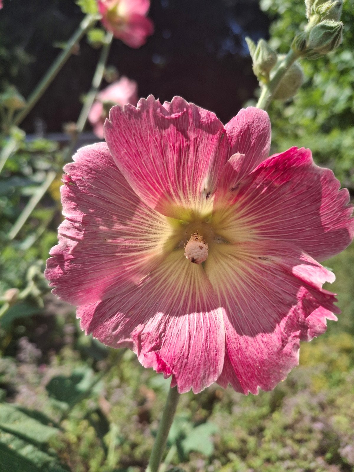 Uit de biologische moestuin: Stokrozen, zaden, Tuin en Terras, Ophalen of Verzenden, Najaar, Volle zon, Zaad